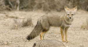 A ka qenë dikur dhelpra mikja më e mirë e njeriut? a-ka-qene-dikur-dhelpra-mikja-me-e-mire-e-njeriut?