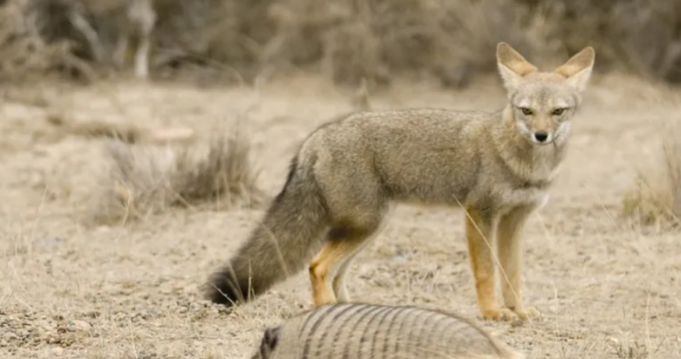 a-ka-qene-dikur-dhelpra-mikja-me-e-mire-e-njeriut?