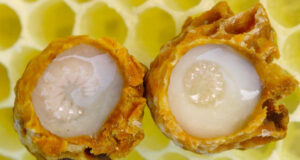 Qumështi i bletëve kuron shumë probleme shëndetësore qumeshti-i-bleteve-kuron-shume-probleme-shendetesore