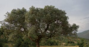 “Forbes”: Shqipëria – Aventurë emocionuese në destinacionin evropian ‘pa turma’ “forbes”:-shqiperia-–-aventure-emocionuese-ne-destinacionin-evropian-‘pa-turma’