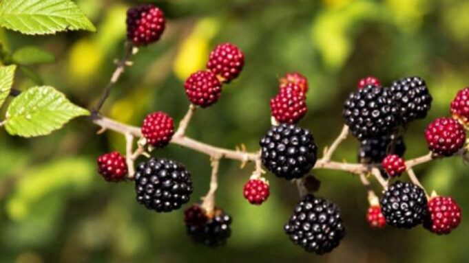 vlerat-e-rralla-te-manaferres-dhe-boronices