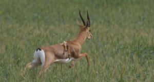 E rrallë: Një gazelë “me gjashtë këmbë” shihet në Izrael e-rralle:-nje-gazele-“me-gjashte-kembe”-shihet-ne-izrael