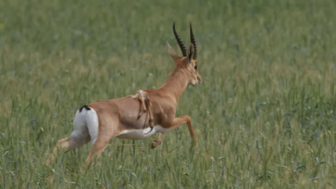 e-rralle:-nje-gazele-“me-gjashte-kembe”-shihet-ne-izrael