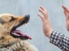Ushtroi dhunë ndaj qenit të tij duke e rrahur me grushte, arrestohet i dyshuari ushtroi-dhune-ndaj-qenit-te-tij-duke-e-rrahur-me-grushte,-arrestohet-i-dyshuari