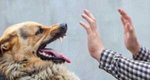 Ushtroi dhunë ndaj qenit të tij duke e rrahur me grushte, arrestohet i dyshuari ushtroi-dhune-ndaj-qenit-te-tij-duke-e-rrahur-me-grushte,-arrestohet-i-dyshuari