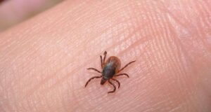 Sivjet 170 qytetarë të pickuar nga rriqrat në Malishevë, rreziku rritet gjatë muajve të verës sivjet-170-qytetare-te-pickuar-nga-rriqrat-ne-malisheve,-rreziku-rritet-gjate-muajve-te-veres