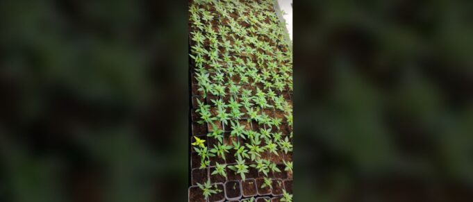 zbulohet-nje-laborator-droge-ne-leposaviq,-arrestohet-nje-person-e-nje-tjeter-ne-arrati