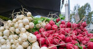 Rrepa e bardhë i jep fuqi trurit rrepa-e-bardhe-i-jep-fuqi-trurit