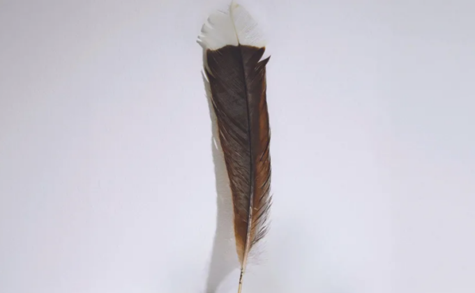 penda-me-e-shtrenjte-ne-bote-shitet-ne-ankand-me-cmim-rekord