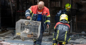 Zjarri në tregun e famshëm të Bangkok-ut vret 1 mijë kafshë zjarri-ne-tregun-e-famshem-te-bangkok-ut-vret-1-mije-kafshe