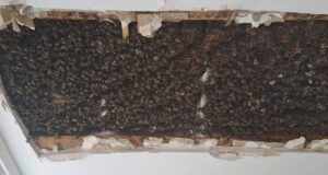 E frikshme: 180 000 bletë u gjetën në tavanin e një dhome gjumi e-frikshme:-180-000-blete-u-gjeten-ne-tavanin-e-nje-dhome-gjumi