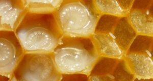 Kura 30 ditore me qumësht blete do t’ju shpëtojë nga të gjitha sëmundjet kura-30-ditore-me-qumesht-blete-do-t’ju-shpetoje-nga-te-gjitha-semundjet