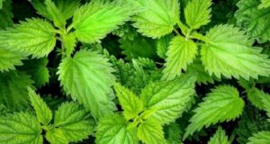 Hithra, mbretëresha e bimëve popullore hithra,-mbreteresha-e-bimeve-popullore