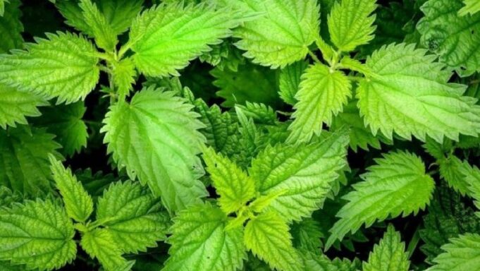 hithra,-mbreteresha-e-bimeve-popullore