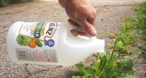 Si t’i mbani lulet të freskëta sa më gjatë? si-t’i-mbani-lulet-te-fresketa-sa-me-gjate?