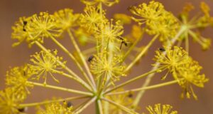 Ilaçi i prodhuar nga kjo bimë mund të jetë kura e ardhshme për trajtimin e Coronavirusit ilaci-i-prodhuar-nga-kjo-bime-mund-te-jete-kura-e-ardhshme-per-trajtimin-e-coronavirusit