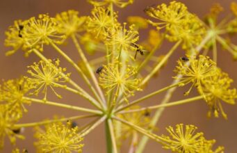 Ilaçi i prodhuar nga kjo bimë mund të jetë kura e ardhshme për trajtimin e Coronavirusit ilaci-i-prodhuar-nga-kjo-bime-mund-te-jete-kura-e-ardhshme-per-trajtimin-e-coronavirusit