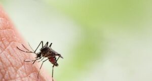 Ethet Oropuche, dy vdekjet e para në botë regjistrohen në Brazil ethet-oropuche,-dy-vdekjet-e-para-ne-bote-regjistrohen-ne-brazil