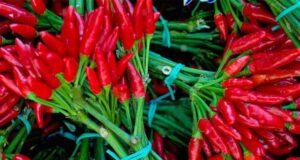 Si ta përdorni për shëndetin e zemrës specin e djegës si-ta-perdorni-per-shendetin-e-zemres-specin-e-djeges