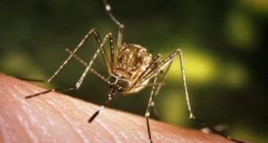 OBSH-ja ngre alarmin për një epidemi që po përhapet me shpejtësi obsh-ja-ngre-alarmin-per-nje-epidemi-qe-po-perhapet-me-shpejtesi