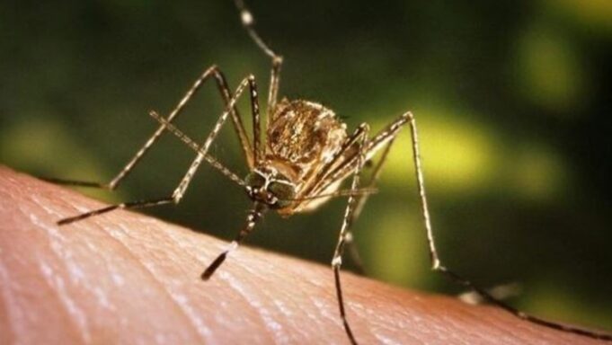 obsh-ja-ngre-alarmin-per-nje-epidemi-qe-po-perhapet-me-shpejtesi