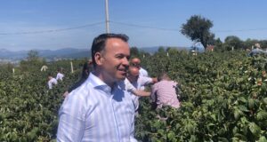 Peci në “Ditët e Mjedrës”: Frut strategjik që mund ta zhvillojë shumë vendin, Ministria ka rritur përkrahjen peci-ne-“ditet-e-mjedres”:-frut-strategjik-qe-mund-ta-zhvilloje-shume-vendin,-ministria-ka-rritur-perkrahjen