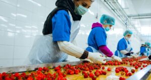 Dredhëzat e spinaqi kryesojnë në listën e ushqimeve me pesticide dredhezat-e-spinaqi-kryesojne-ne-listen-e-ushqimeve-me-pesticide