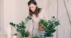 Si t’i bëni gati lulet e dhomës për vjeshtë si-t’i-beni-gati-lulet-e-dhomes-per-vjeshte