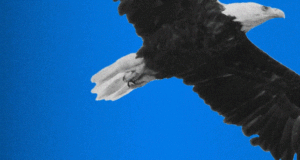 Për ata që shqetësohen: Amerika dhe Evropa kanë nevojë për njëra-tjetrën per-ata-qe-shqetesohen:-amerika-dhe-evropa-kane-nevoje-per-njera-tjetren