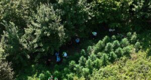 Në një zonë malore në Gjakovë zbulohen rreth 100 bimë narkotike ne-nje-zone-malore-ne-gjakove-zbulohen-rreth-100-bime-narkotike