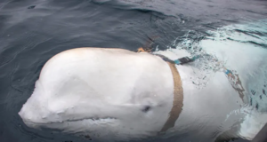 Balena, miu i ngordhur, macja apo pëllumbi: Cili është ‘spiuni’ më i mirë? balena,-miu-i-ngordhur,-macja-apo-pellumbi:-cili-eshte-‘spiuni’-me-i-mire?