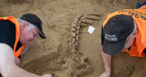 Beteja e Waterloo, gërmimet zbulojnë tmerrin e gjymtyrëve të prera dhe kuajve të qëlluar beteja-e-waterloo,-germimet-zbulojne-tmerrin-e-gjymtyreve-te-prera-dhe-kuajve-te-qelluar