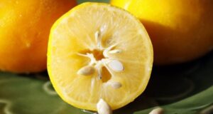 Shëroni dhimbjet e forta të kokës me farat e limonit sheroni-dhimbjet-e-forta-te-kokes-me-farat-e-limonit