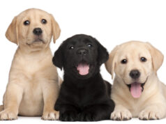 Jetëgjatësia e qenit varet edhe nga ngjyra jetegjatesia-e-qenit-varet-edhe-nga-ngjyra