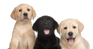 Jetëgjatësia e qenit varet edhe nga ngjyra jetegjatesia-e-qenit-varet-edhe-nga-ngjyra